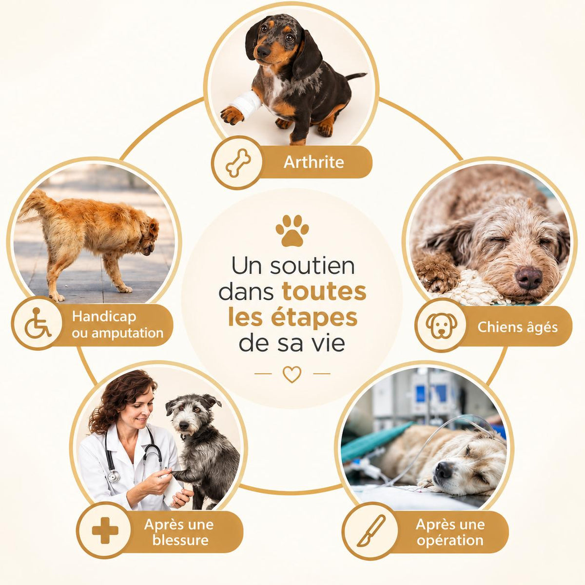 Aktoclean™️ ReLift - Harnais de soutien pour chien
